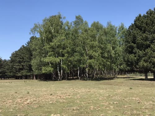 Brachter Wald Rundweg