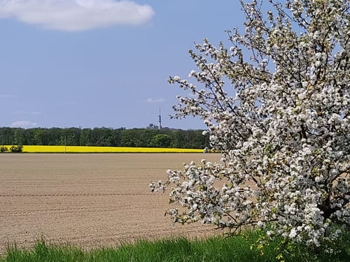Halle über Kütten
