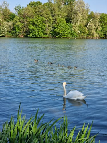 Göttinger Kiessee und Drachenwiese