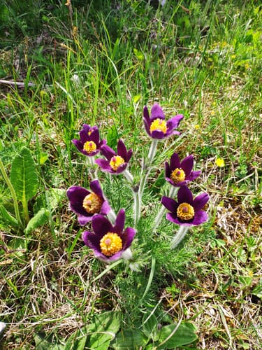 2023 Best Historic Site Trails in Cornus AllTrails