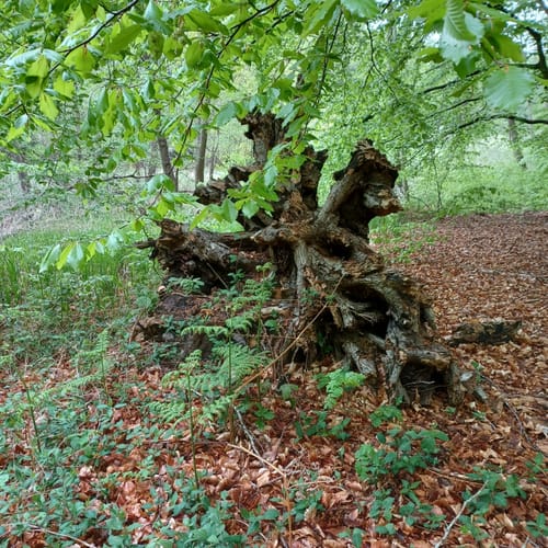 Graal: Um den Rhododendronpark