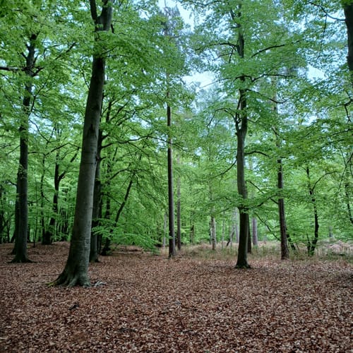 Graal: Um den Rhododendronpark
