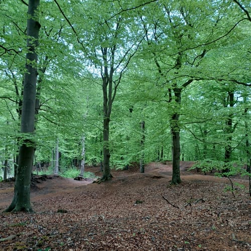 Graal: Um den Rhododendronpark