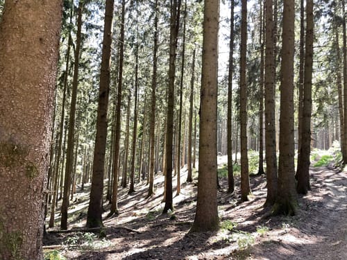Greimerather Höhenweg (Traumschleife)