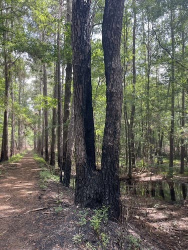 De 10 beste routes in Sam Houston - EyJidWNrZXQiOiJhc3NldHMuYWxsdHJhaWxzLmNvbSIsImtleSI6InVwbG9hZHMvcGhvdG8vaW1hZ2UvNDcxMjIxNzcvYzQxNGQwNTgzODkzNWRhNTI4N2EwYjdiMjExNzAwYWMuanBnIiwiZWRpdHMiOnsidG9Gb3JtYXQiOiJqcGVnIiwicmVzaXplIjp7IndpZHRoIjo1MDAsImhlaWdodCI6NTAwLCJmaXQiOiJpbnNpZGUifSwicm90YXRlIjpudWxsLCJqcGVnIjp7InRyZWxsaXNRdWFudGlzYXRpb24iOnRydWUsIm92ZXJzaG9vdERlcmluZ2luZyI6dHJ1ZSwib3B0aW1pc2VTY2FucyI6dHJ1ZSwicXVhbnRpc2F0aW9uVGFibGUiOjN9fX0=