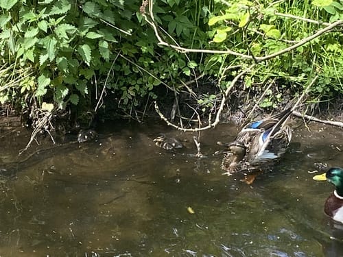 Am Mühlenteich