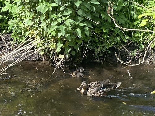 Am Mühlenteich
