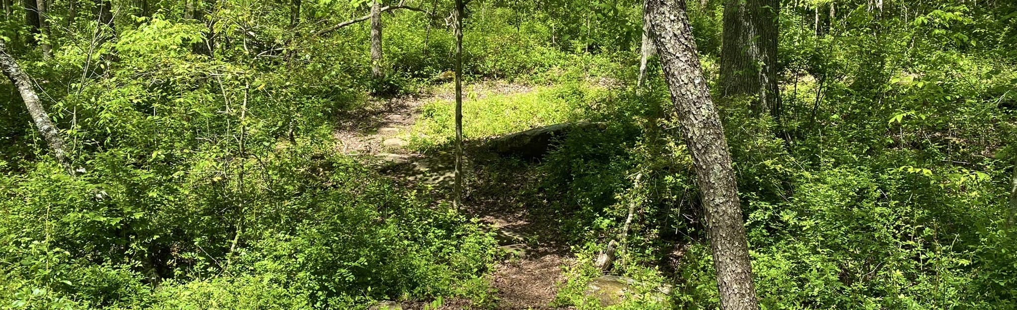 Little Obed River Trail, Tennessee 23 Reviews, Map AllTrails