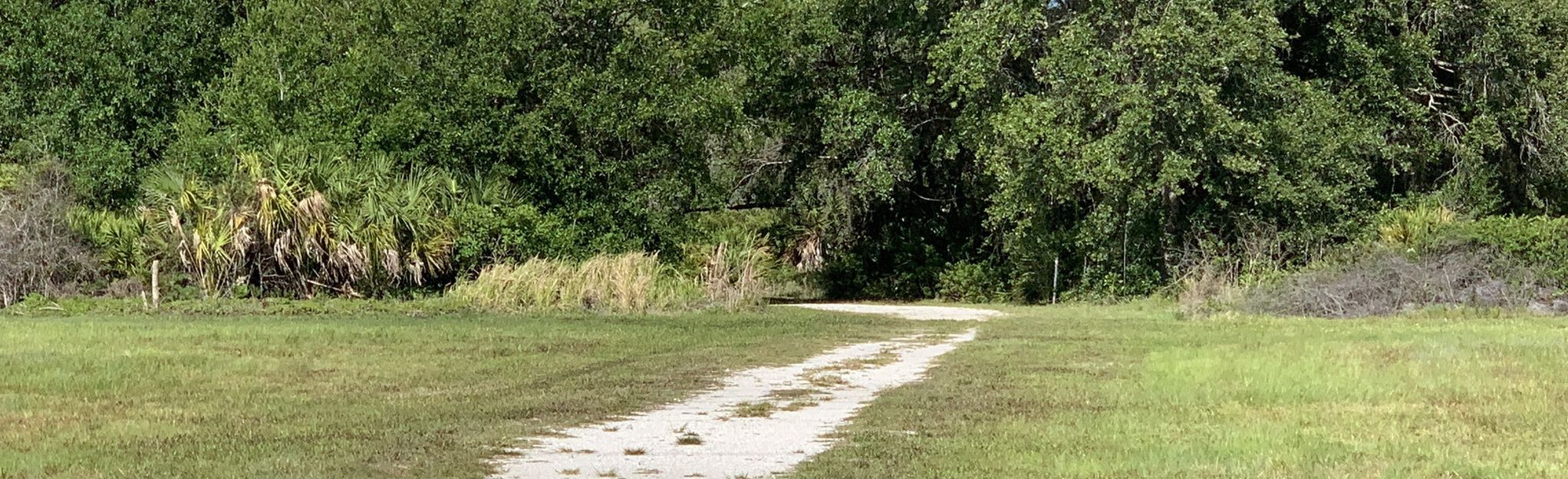 Mobbly Beach Trail via Oldsmar Trail, Florida - 37 Reviews, Map | AllTrails