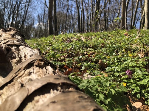 Im Wald am Großen Binnensee