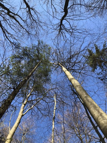 Im Wald am Großen Binnensee