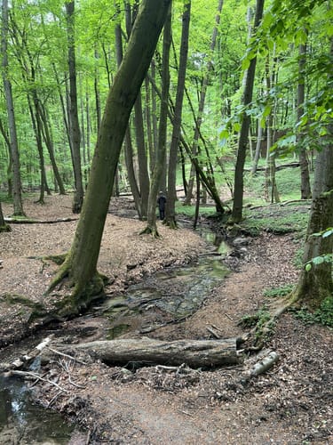 Durch Berg und Tal im Naturschutzgebiet Dalbekschlucht