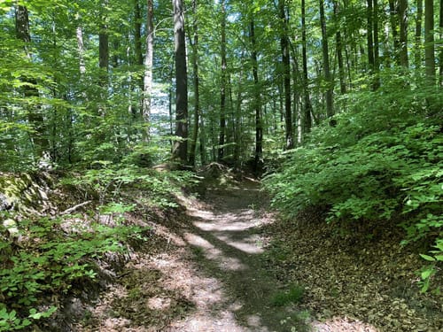 Katzenbach Stausee - Weißer Steinbruch - Burgruine Blankenburg