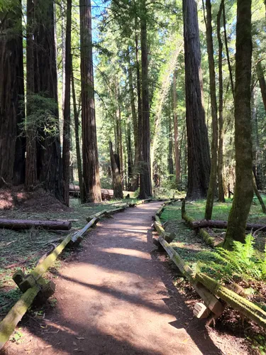 Trails in Armstrong Redwoods State Natural Reserve, California, United States 47200549 | AllTrails.com