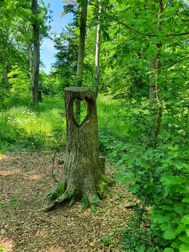 Waldlehrpfad Stahlbühl (Weissach)