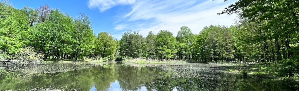 are dogs allowed at reinstein woods