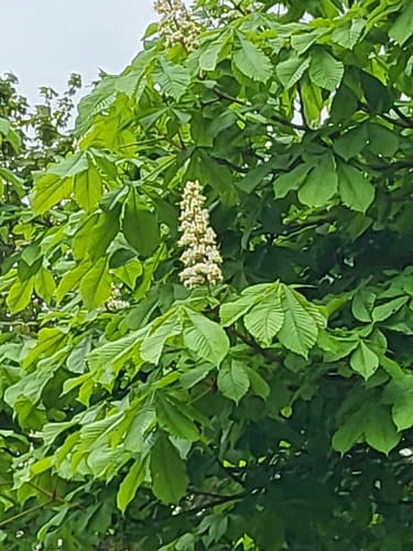 Hohe Brach Wanderung