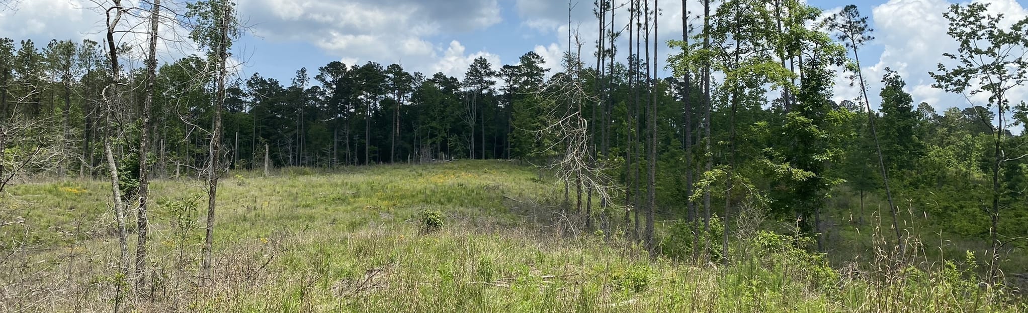 Richardson Creek Trail Mississippi AllTrails