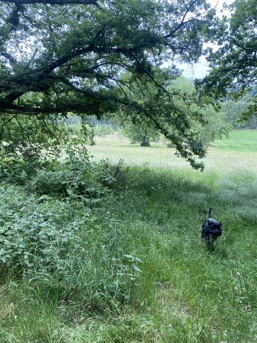 Vom Stadtforst Vormholz ins Bommerholz