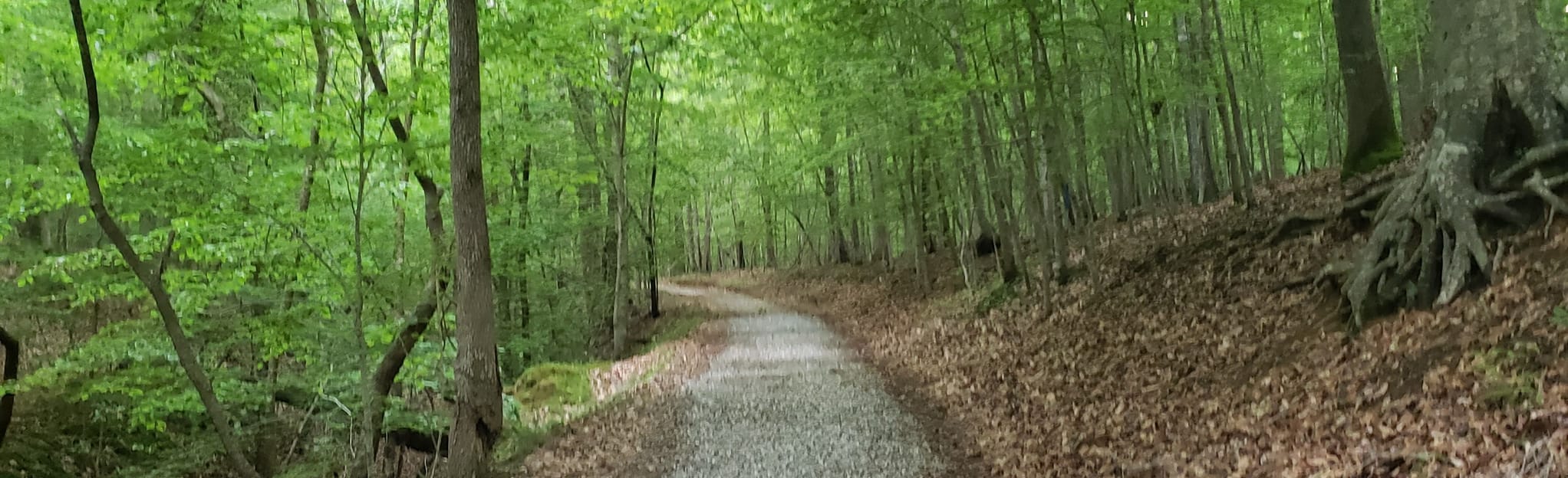 Monticello Trail and Matoaka Woods Trail from Compton Drive, Virginia