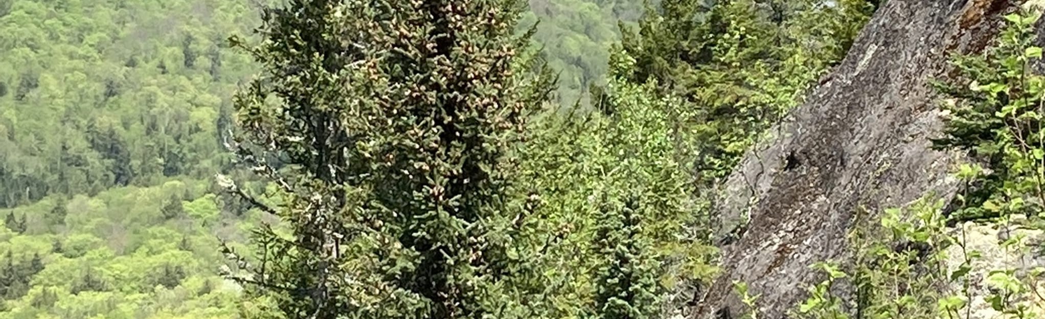 Nezdel