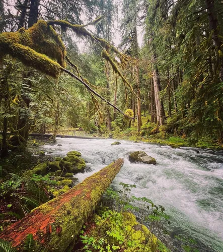 10 Best Hikes and Trails in Salmon-Huckleberry Wilderness | AllTrails