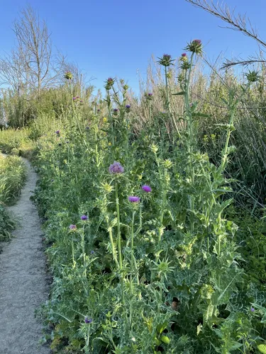 Best Hikes and Trails in Riserva Naturale della Marcigliana AllTrails