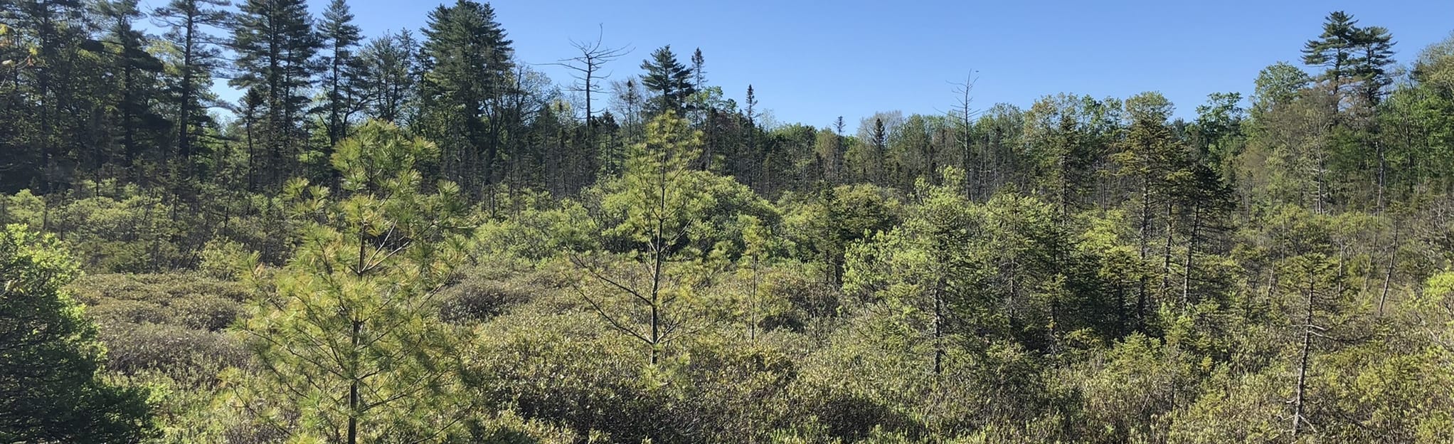 Lee Town Forest Trail Loop, New Hampshire 238 Reviews, Map AllTrails