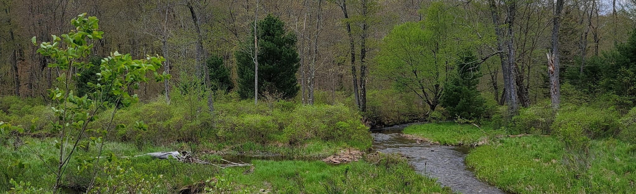 Pinchot Trail, Pennsylvania 158 Reviews, Map AllTrails