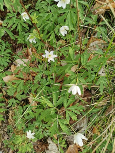 Erlebniswald Kalkhorst