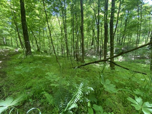 Escape to the Emerald Embrace: Ohio's Perry State Forest