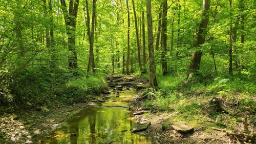 Best 10 Hikes and Trails in Brown County State Park | AllTrails