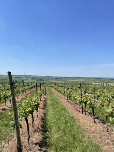 Von Hahnheim über den Selzer Berg ins Selztal