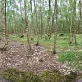 Tunstall Forest Viking Trail, Suffolk, England - 103 Reviews, Map ...