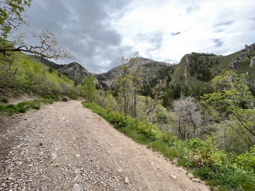 se permiten perros en el bosque nacional uinta wasatch cache