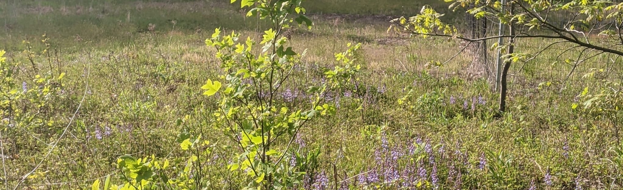 North Kingsville Sand Barrens, Ohio 21 Reviews, Map AllTrails