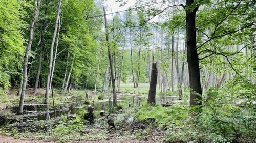 Um den Zermützelsee