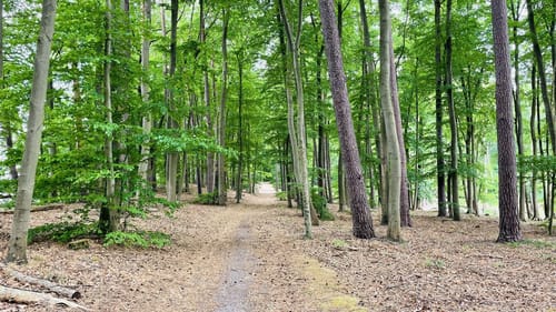 Um den Zermützelsee
