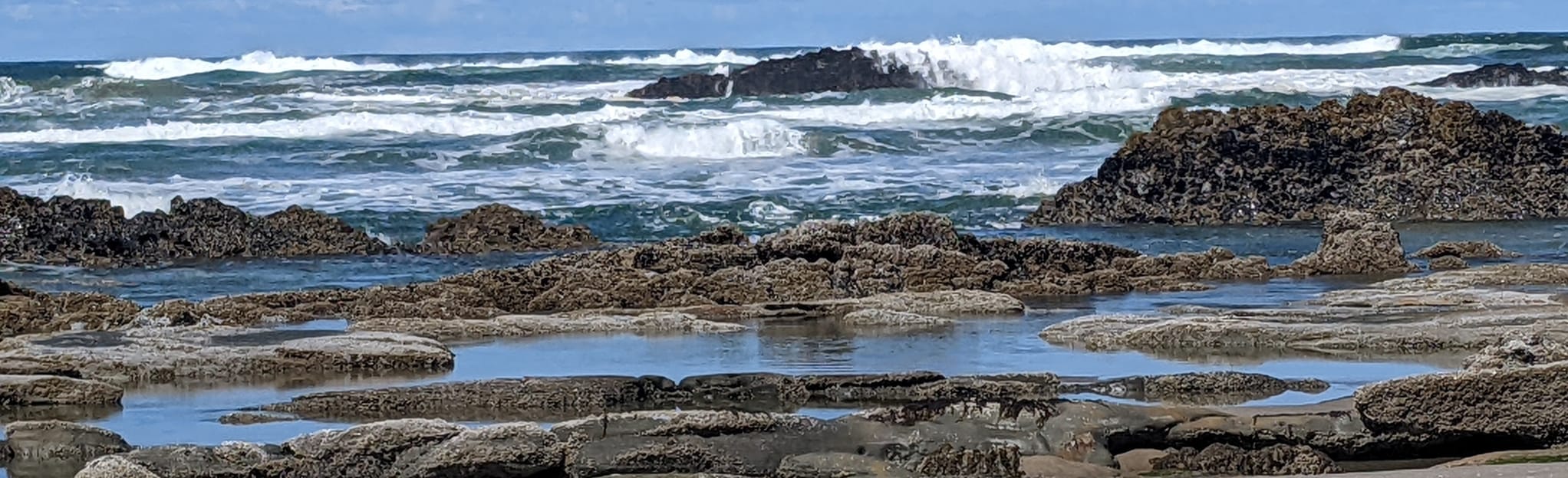 Driftwood Beach: 29 Reviews, Map - Oregon | AllTrails