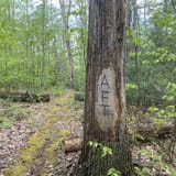 Allegheny Front Trail, Pennsylvania - 229 Reviews, Map | AllTrails