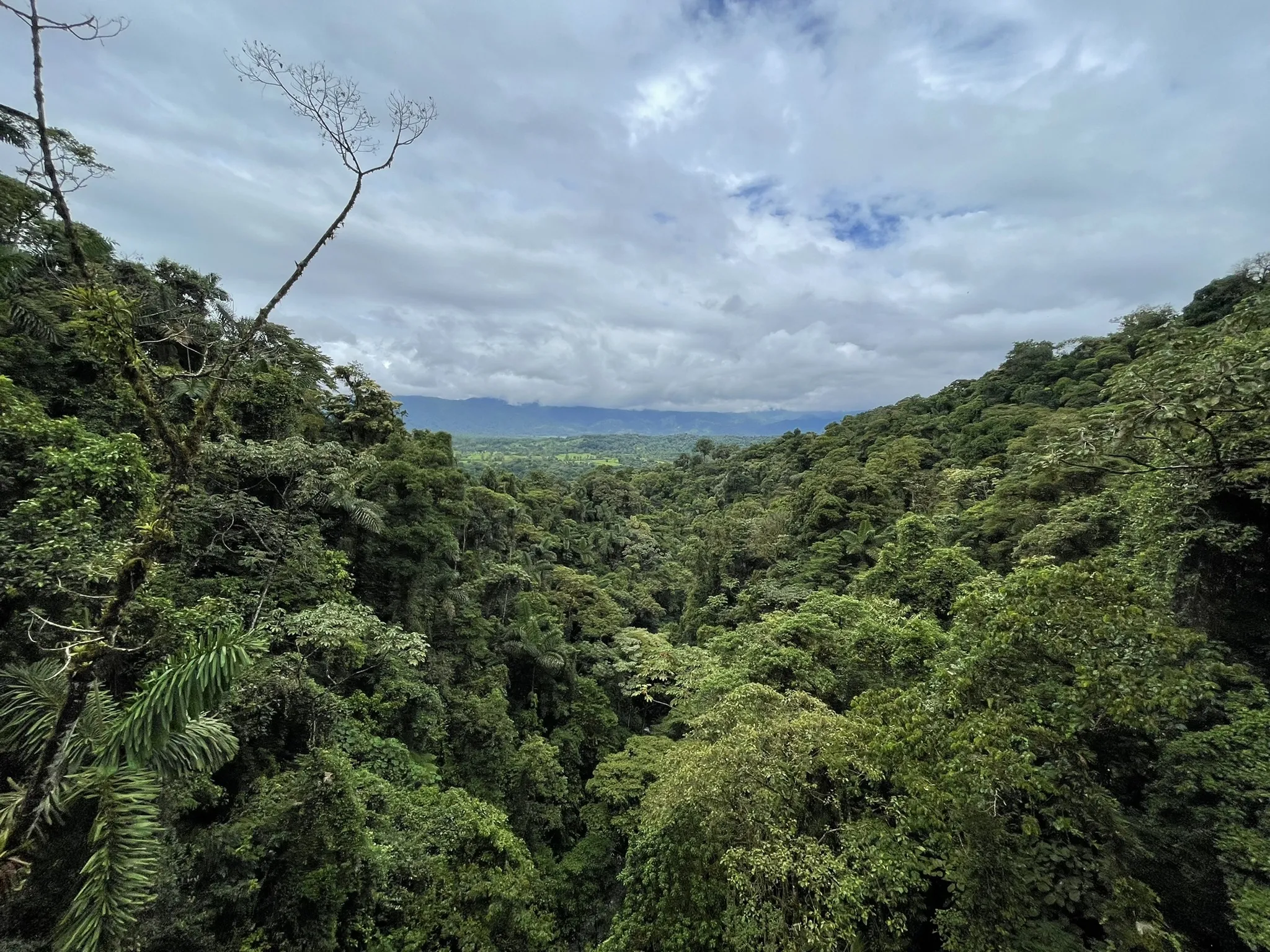 Mistico Arenal Hanging Bridges Loop logo