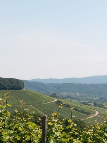 Entlang dem Rohrbach zum Föhrenberg