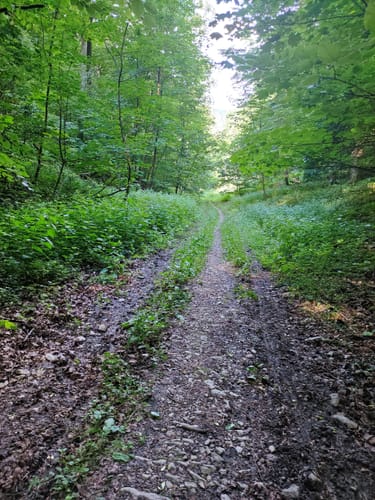 Buchen-Wildnis-Pfad (Naturerbe Wanderwelt Altenbeken)