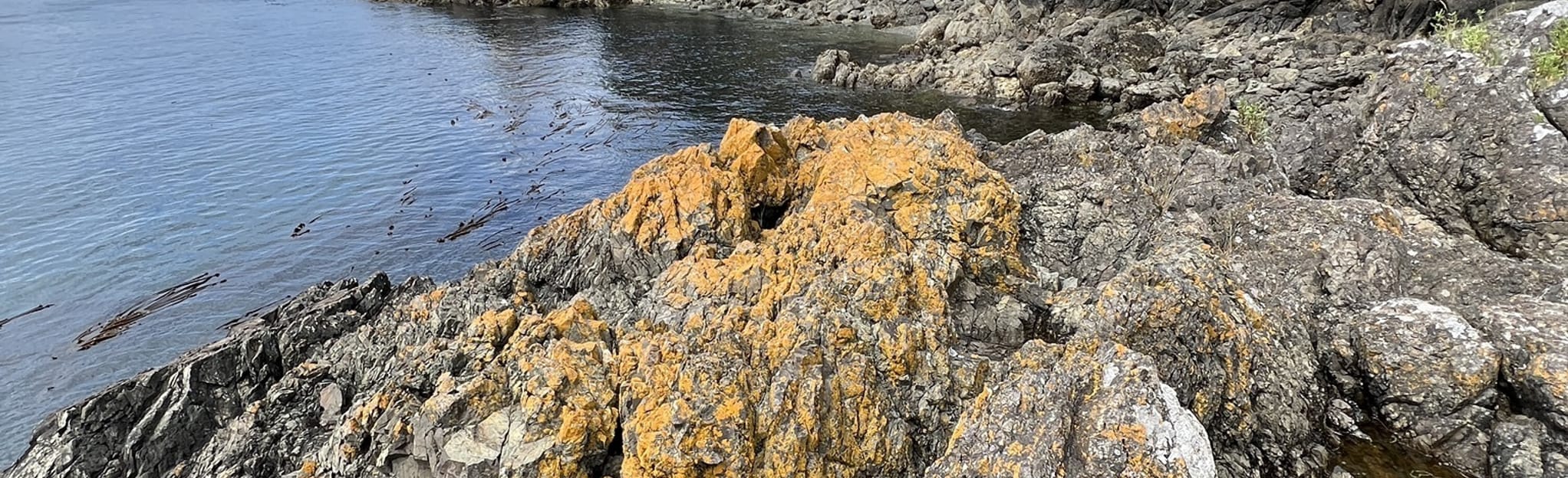 Lime Kiln Point State Park Trails Mapa, Roteiro Washington AllTrails