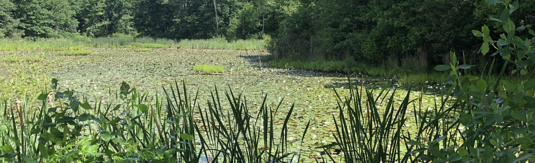 Houghton's Pond to Buck Hill Map, Guide Massachusetts AllTrails