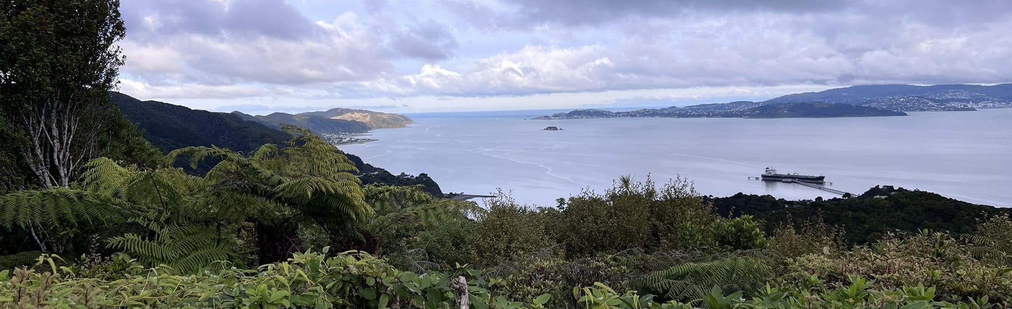 Wainui Lookout Walk, Wellington, New Zealand - 5 Reviews, Map | AllTrails