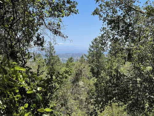 10 Best Forest Trails in Santa Cruz AllTrails