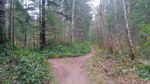 Best Hikes and Trails in Beaver Lodge Forest Lands | AllTrails