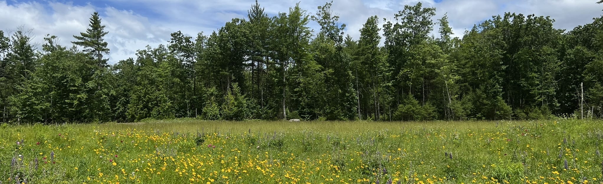 Ed Hardy, Birch Hill and Beaver Pond Loop, New Hampshire 205 Reviews