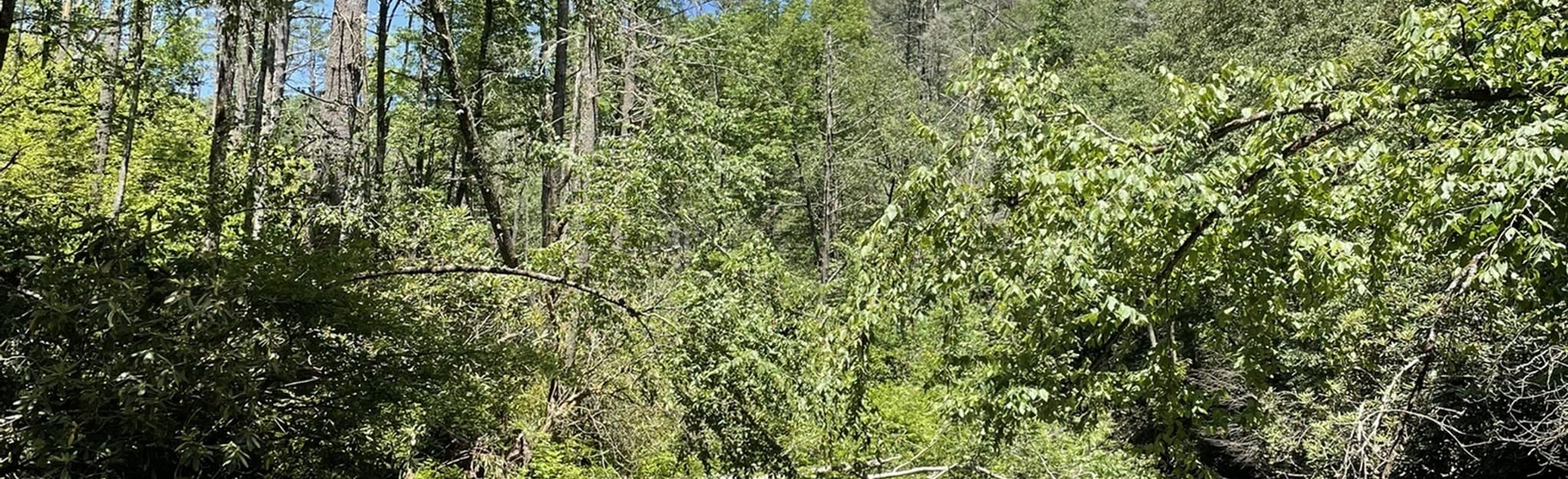 Jacks River and Penitentiary Branch Loop Trail, 73 Reviews, Map AllTrails